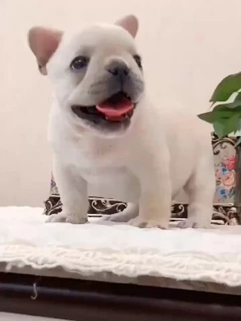 法斗犬摆件